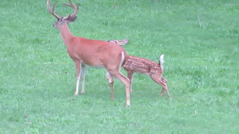 Bambi & buck