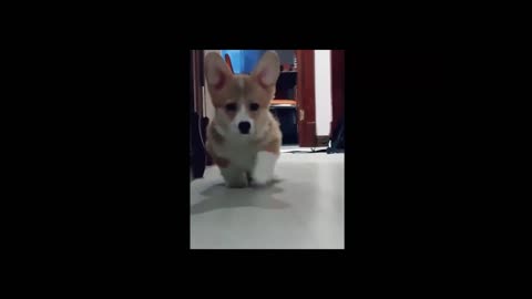 Cute Corgi puppy walking like a BOSS