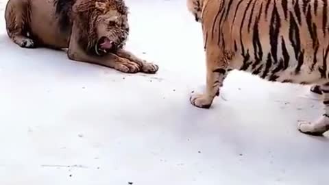 Two tigers vs lion