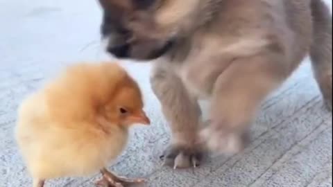 baby dog and chicken