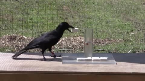 Causal understanding of water displacement by a crow