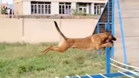 AMAZING FLYING DOG THAT CAN JUMP OVER 15 METER LONG RAIL