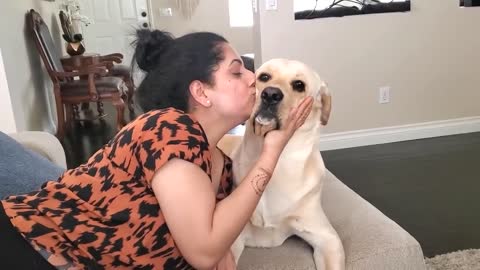 My Labrador Dog Protecting My Wife | Fake Beating Prank on My Wife