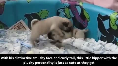 Cute dogs and puppies are doing funny things// cute dogs and puppies playing..