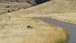 Two Bears Battle Over Meal