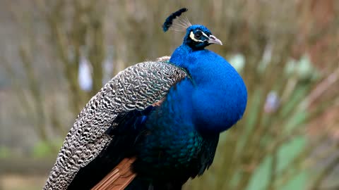 Peacock