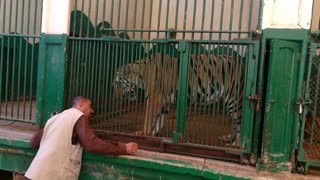 Tiger Coach Talk With Caged One In Visitors Time
