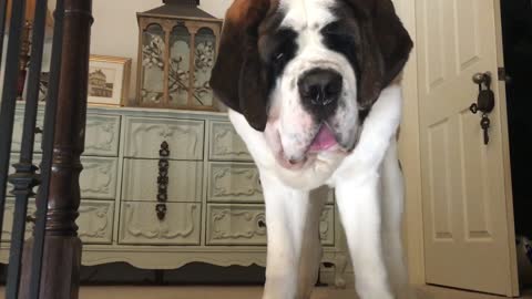 Big Dog Can't Get Down The Stairs