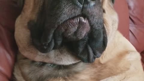 Mastiff Confused After Being Woken Up