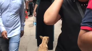 Dog Demands a Snack Before Letting Her Pass