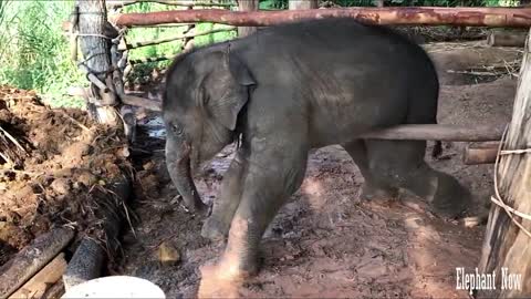 Elephant Hardly Come Out Of This Predicament