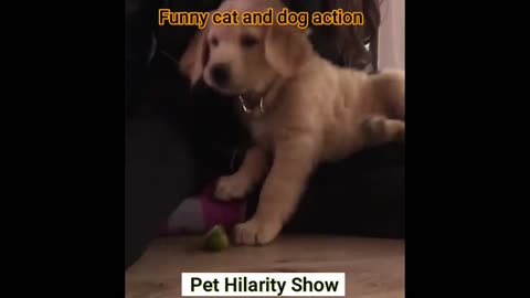 Fun with the Non-Stop Funniest Cat and Dog Video Funny animal video part-05 #shorts #short #viral