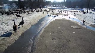 Falling while running at geese and ducks