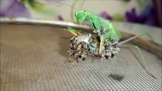 Mantis ate a large spider whole