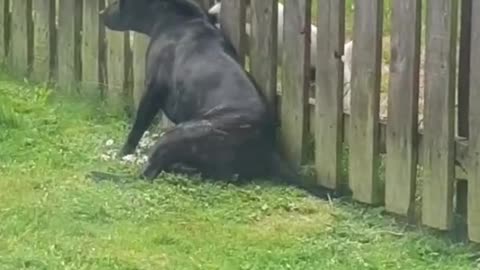 Pup Gets A Massage From The Neighbor Dog Through The Fence