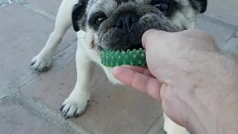 Pug can't decide which toy to play with