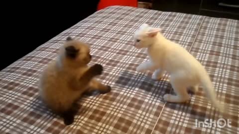 Cats fighting very cute