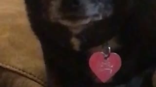 Black dog looking at camera and making weird noises