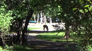Deer foraging in the park