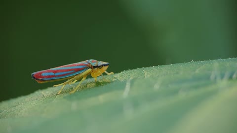 Red Banded Leafhopper