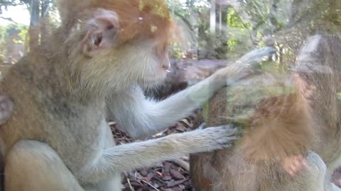 This monkey cleaning his partner with very human moves
