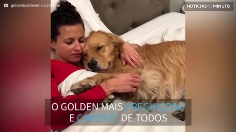 Golden não deixa dona parar de fazer carinho