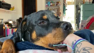 Thumb sucking Rottweiler will help you through the quarantine