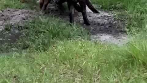 Two giant boar hogs fighting in central Florida￼.