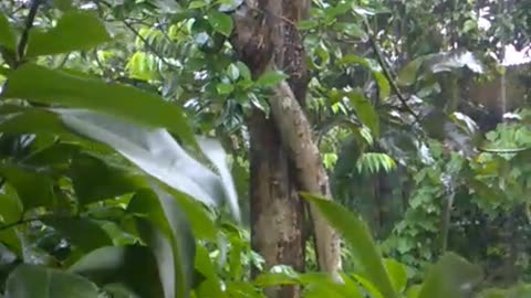Jhoom Bristy (Rain) in Forest House I Viral Rainy Video In Nature