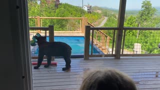 Black Bears Drop by for a Pool Party