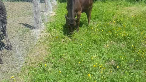 cow escaped from pen