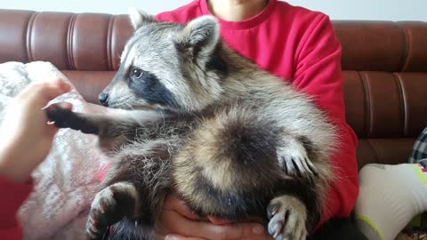 Raccoon cried after eating an apple because it was delicious, but he refuses to wipe it off.