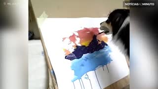 Conheça Secret, a cadela com talento para pintura