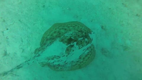 Diving in Bayahibe in the Dominican Republic in the Caribbean Sea