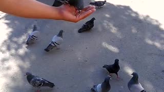 Lovely pigeons!