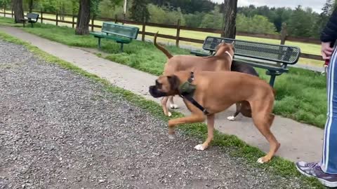 German Shephard attacks pitbull