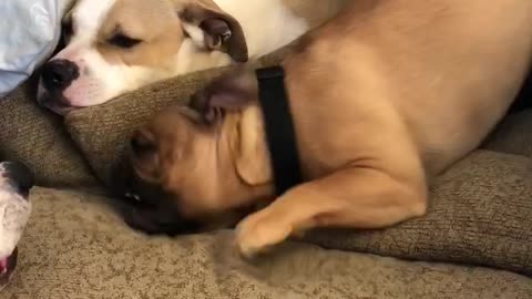 Goofy French Bulldog appears to be broken