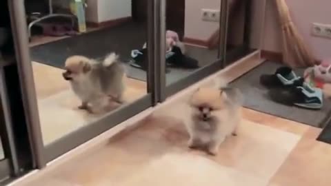 Cute Puppies Dog crash with Mirror