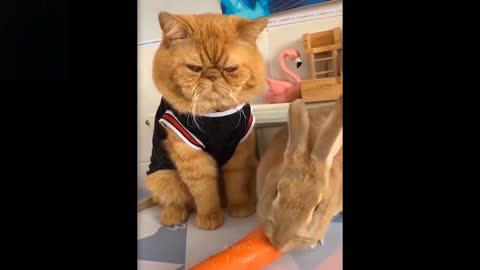 Cute And Funny Pets | Try Not To Laugh To These Pets Comedy