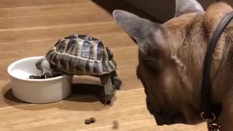 Tortoise eats French bulldogs dinner
