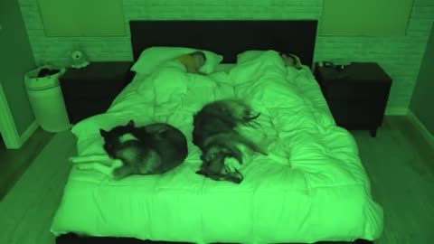 What Sleeping With Two Snuggly Huskies Is Like..