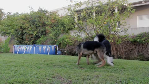 Dogs Playing Two Pets Canine Garden Animals