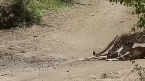 Professional killing from a leopard.