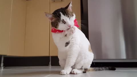 Top Cute Cat Video