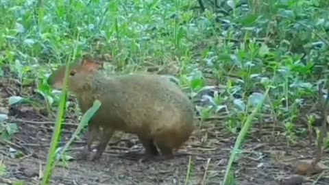 agouti stamping its foot before entering the den