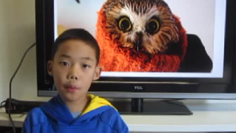 Home Schooler News Show _ Owl under Christmas tree