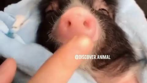 baby piglet whistling cuteness
