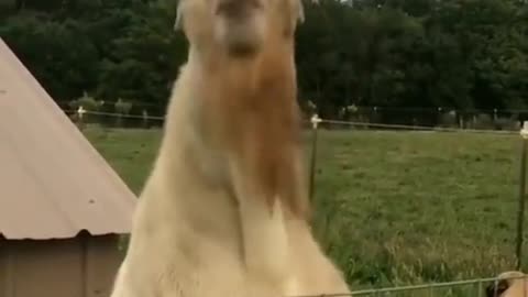 Huge goat doesn't like camera he talk to much.mp4