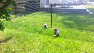 Baby skunk trying to spray LOL!!!