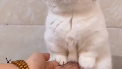 POOR CAT HAVING SHORT HANDS, Best Cat Videos Of This Week #short 45